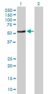 Western Blot: Protein Z Antibody [H00008858-B01P]