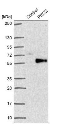 Western Blot: Protein Z Antibody [NBP2-49030]