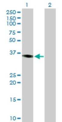 Western Blot: Protein kinase Y linked Antibody [H00005616-B01P]