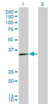 Western Blot: Protein kinase Y linked Antibody [H00005616-D01P]