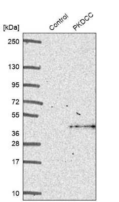 Western Blot: Protein kinase-like protein SgK493 Antibody [NBP1-80758]