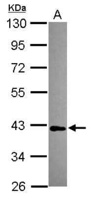 Western Blot: Protein mab-21-like 1 Antibody [NBP2-19961]