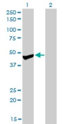 Western Blot: Protein phosphatase 1F Antibody (2A9) [H00009647-M01]