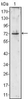 Western Blot: Proteinase 3/Myeloblastin/PRTN3 Antibody (3B4)BSA Free [NBP1-51573]