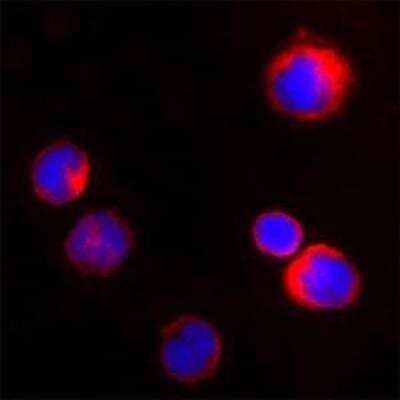Immunocytochemistry/ Immunofluorescence: Proteinase 3/Myeloblastin/PRTN3 Antibody [NBP1-25966]