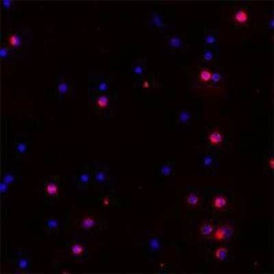 Immunocytochemistry/ Immunofluorescence: Proteinase 3/Myeloblastin/PRTN3 Antibody [NBP1-25966]