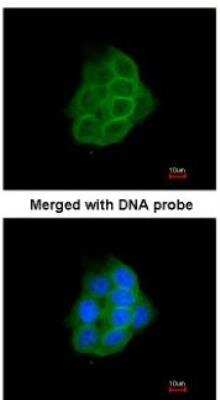 Immunocytochemistry/ Immunofluorescence: Protocadherin-1 Antibody [NBP1-32564]
