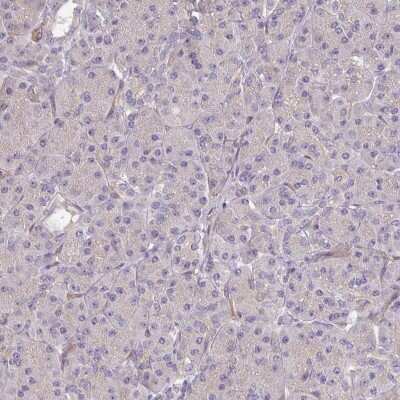 Immunohistochemistry-Paraffin: Protocadherin-1 Antibody [NBP2-48968]