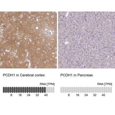 Immunohistochemistry-Paraffin: Protocadherin-1 Antibody [NBP2-48968]