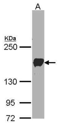 Western Blot: Protocadherin-1 Antibody [NBP1-32564]