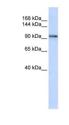 Western Blot: Protocadherin-1 Antibody [NBP1-59209]