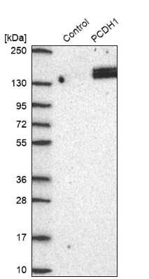 Western Blot: Protocadherin-1 Antibody [NBP2-47321]