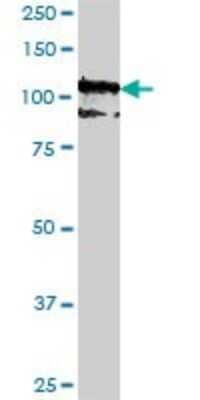 Western Blot: Protocadherin-10 Antibody (2H6) [H00057575-M07]