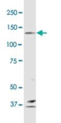 Western Blot: Protocadherin-10 Antibody (4H8) [H00057575-M01]