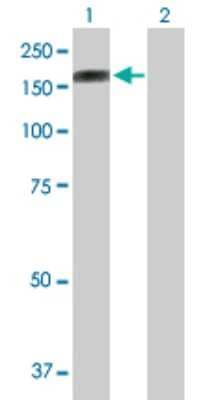 Western Blot: Protocadherin-10 Antibody [H00057575-B01P]