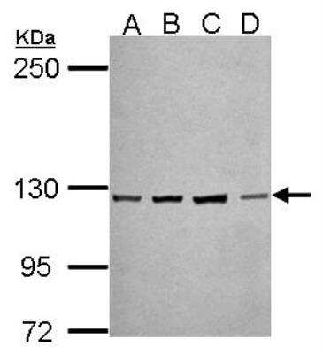 Western Blot: Protocadherin-10 Antibody [NBP2-19719]