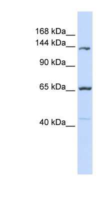 Western Blot: Protocadherin-12 Antibody [NBP1-59205]