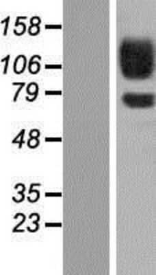 Western Blot: Protocadherin-12 Overexpression Lysate [NBP2-07016]