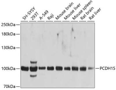 Western Blot: Protocadherin-15 AntibodyBSA Free [NBP2-94575]