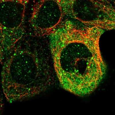 Immunocytochemistry/ Immunofluorescence: Protocadherin-17 Antibody [NBP1-80943]