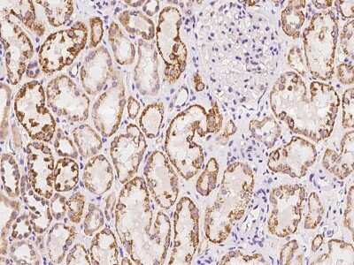 Immunohistochemistry-Paraffin: Protocadherin-17 Antibody [NBP2-97901]