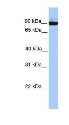 Western Blot: Protocadherin-17 Antibody [NBP1-54818]