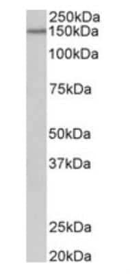 Western Blot: Protocadherin-17 Antibody [NBP1-97757]