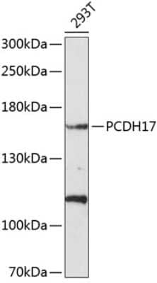 Western Blot: Protocadherin-17 AntibodyBSA Free [NBP2-94167]