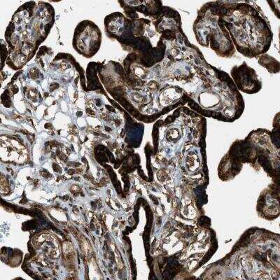 Immunohistochemistry-Paraffin: Protocadherin-18 Antibody [NBP1-81400]
