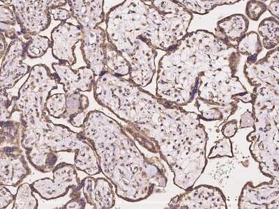 Immunohistochemistry-Paraffin: Protocadherin-18 Antibody [NBP2-97232]