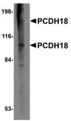 Western Blot: Protocadherin-18 AntibodyBSA Free [NBP1-77005]