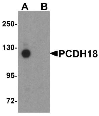 Western Blot: Protocadherin-18 AntibodyBSA Free [NBP1-77005]