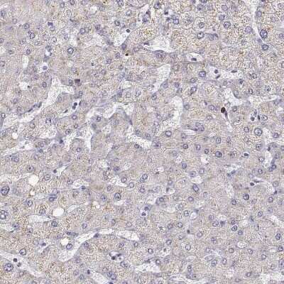 Immunohistochemistry: Protocadherin 21 Antibody [NBP1-92296]