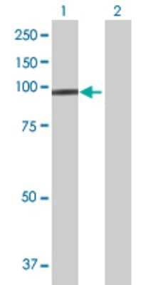 Western Blot: Protocadherin 21 Antibody [H00092211-B01P]