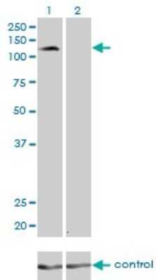Western Blot: Protocadherin-8 Antibody (6A8) [H00005100-M01]
