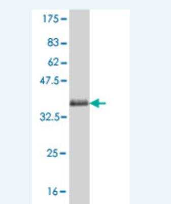 Western Blot: Protocadherin alpha 1 Antibody (3A3) [H00056147-M03]