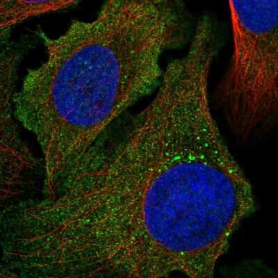 Immunocytochemistry/ Immunofluorescence: Protocadherin alpha 1 Antibody [NBP1-86297]