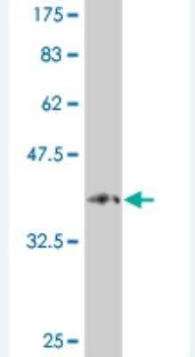 Western Blot: Protocadherin alpha-9 Antibody (3C1) [H00009752-M04]