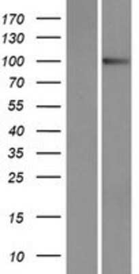 Western Blot: Protocadherin alpha-9 Overexpression Lysate [NBP2-06112]