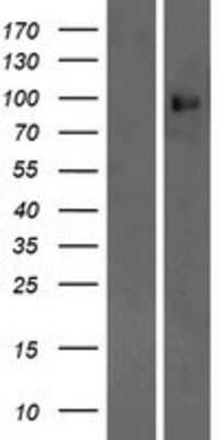 Western Blot: Protocadherin alpha-9 Overexpression Lysate [NBP2-10337]