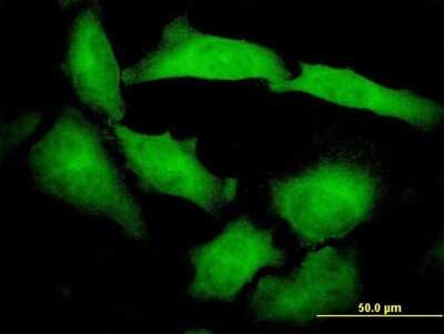 Immunocytochemistry/ Immunofluorescence: Protocadherin beta 10 Antibody (4C4) [H00056126-M07]