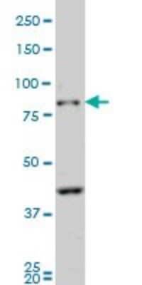 Western Blot: Protocadherin beta 10 Antibody (4C4) [H00056126-M07]