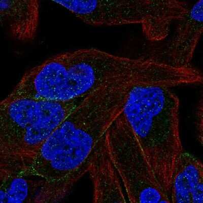 Immunocytochemistry/ Immunofluorescence: Protocadherin beta 11 Antibody [NBP2-13738]