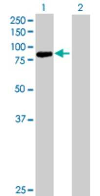 Western Blot: Protocadherin beta 13 Antibody [H00056123-B01P]