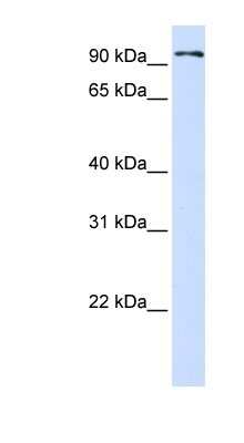 Western Blot: Protocadherin beta 13 Antibody [NBP1-59213]