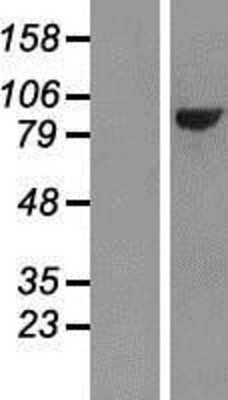 Western Blot: Protocadherin beta 13 Overexpression Lysate [NBP2-06775]