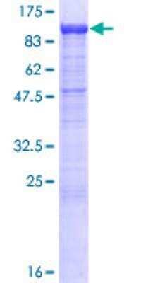 SDS-PAGE: Recombinant Human Protocadherin beta 13 GST (N-Term) Protein [H00056123-P01]