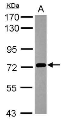 Western Blot: Protocadherin beta 3 Antibody [NBP2-15063]