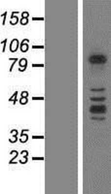 Western Blot: Protocadherin beta 3 Overexpression Lysate [NBP2-06778]