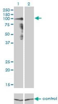 Western Blot: Protocadherin gamma A8 Antibody (1C11) [H00009708-M01]
